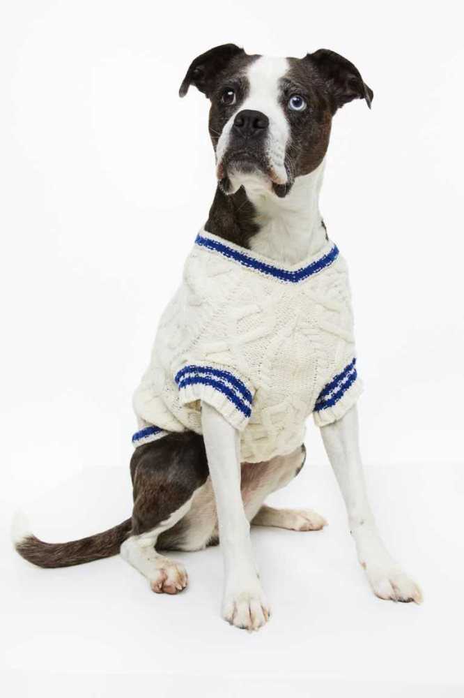 Equipo H&M Cable-knit dog jumper Mujer Creme | 562908QBH